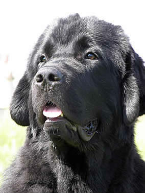 Drive Me Crazy of Apachee's Home, ,  (. -) , Newfoundland black (rec. white&black) dog.  Piternyuf.  Piternewf.