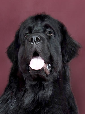 Drive Me Crazy of Apachee's Home, ,  (. -) , Newfoundland black (rec. white&black) dog.  Piternyuf.  Piternewf.