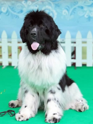Piternyuf Play Boy, , - , Newfoundland white&black dog.  Piternyuf.  Piternewf.