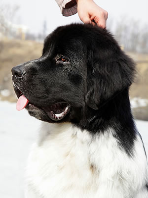 Piternyuf Play Boy, , - , Newfoundland white&black dog.  Piternyuf.  Piternewf.