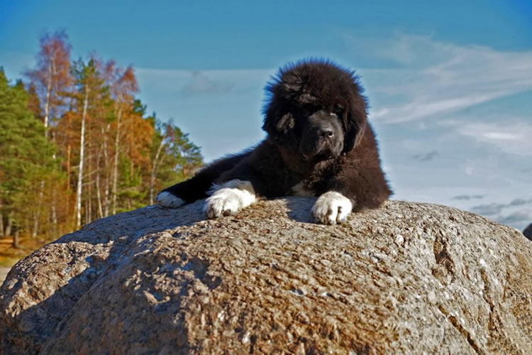 Piternyuf Omnia Vincet Amor, ,  ( -) , Newfoundland white&black dog.  Piternyuf.  Piternewf.