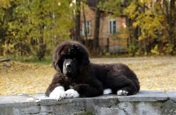 Piternyuf Omnia Vincet Amor, ,  ( -) , Newfoundland white&black dog.  Piternyuf.  Piternewf.