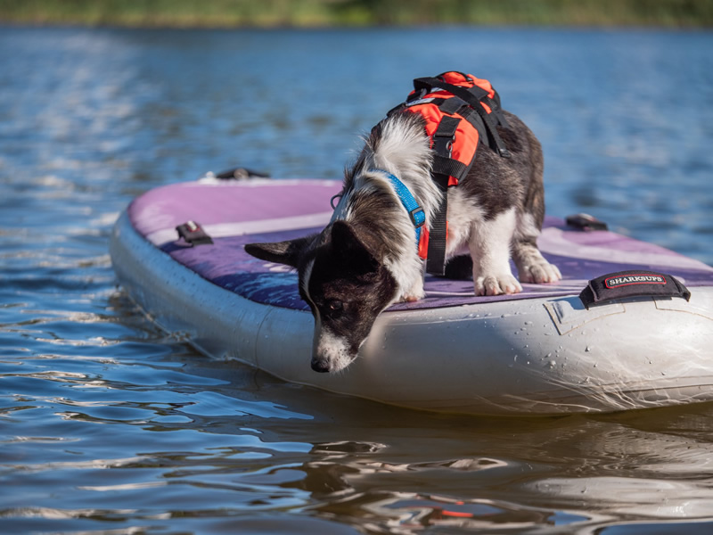   , Tigra: Mistycor Aurora Volley,  , welsh corgi cardigan brood bitch.   - Mistycor.  Piternewf.