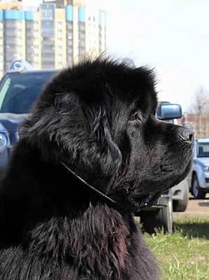 Piternyuf Monte Cristo, ,  (. -) , Newfoundland black (rec. white&black) dog.  Piternyuf.  Piternewf.