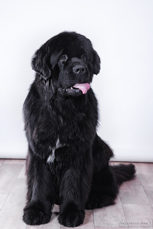 Piternyuf Monte Cristo, ,  (. -) , Newfoundland black (rec. white&black) dog.  Piternyuf.  Piternewf.
