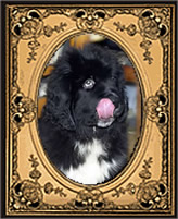 Piternyuf Zhit' Horosho, ,  ( -) , Newfoundland black (recessive white&black) dog.  Piternyuf.  Piternewf.