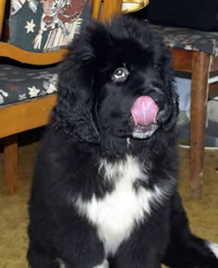 Piternyuf Zhit' Horosho, ,  ( -) , Newfoundland black (recessive white&black) dog.  Piternyuf.  Piternewf.