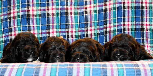  .  . Newfoundland puppies. Piternyuf kennel.