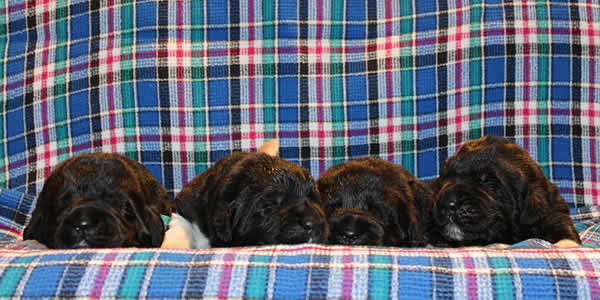  .  . Newfoundland puppies. Piternyuf kennel.