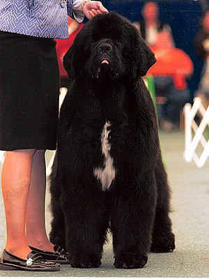 Sun Valleys Petitions Pouch Cove, ньюфаундленд, черный кобель, Newfoundland black dog. Питомник Piternyuf. Сайт Piternewf.