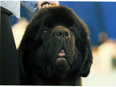 Sun Valleys Petitions Pouch Cove, ньюфаундленд, черный кобель, Newfoundland black dog. Питомник Piternyuf. Сайт Piternewf.